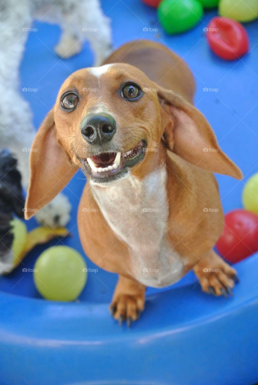 Dachshund dog with colorful ball on plastic tub