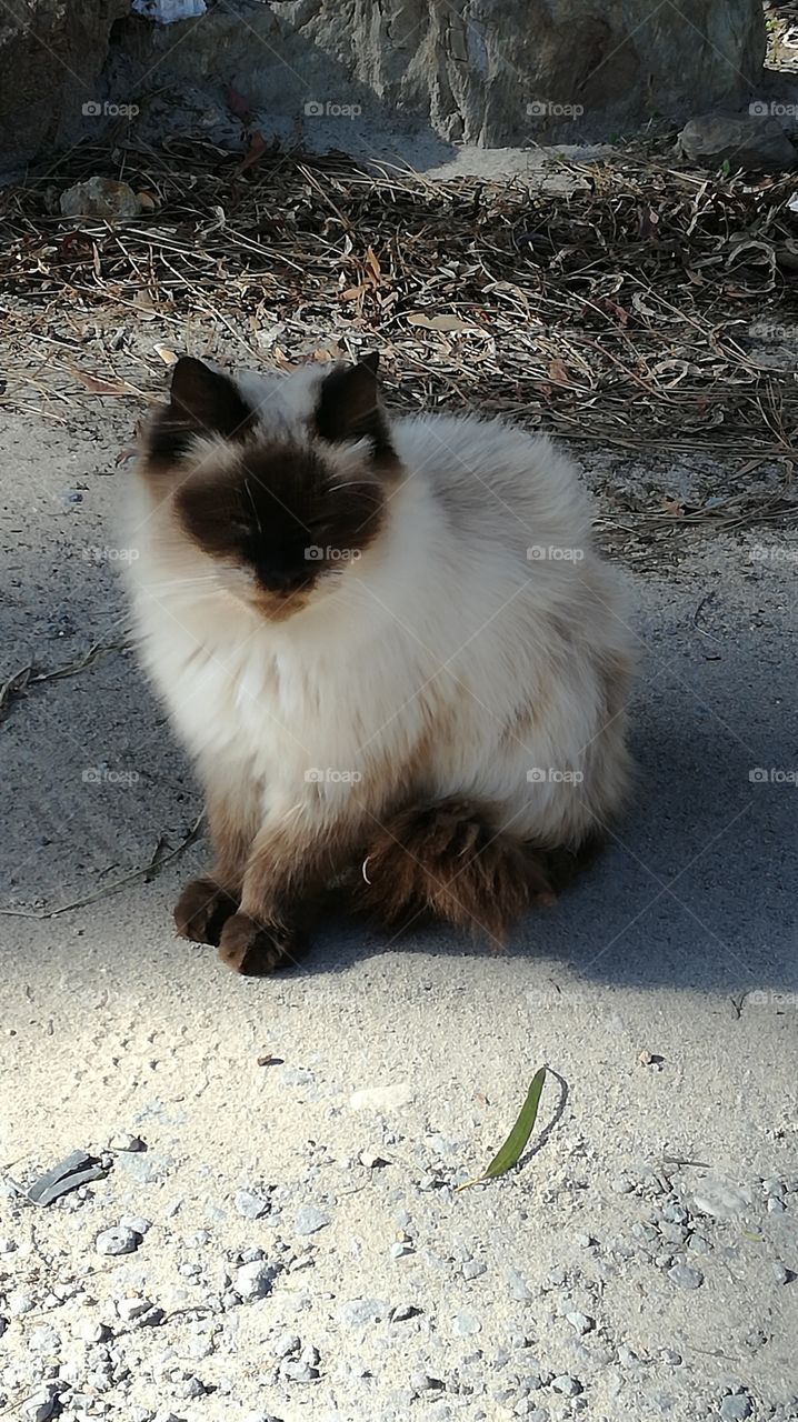 cat on the beach