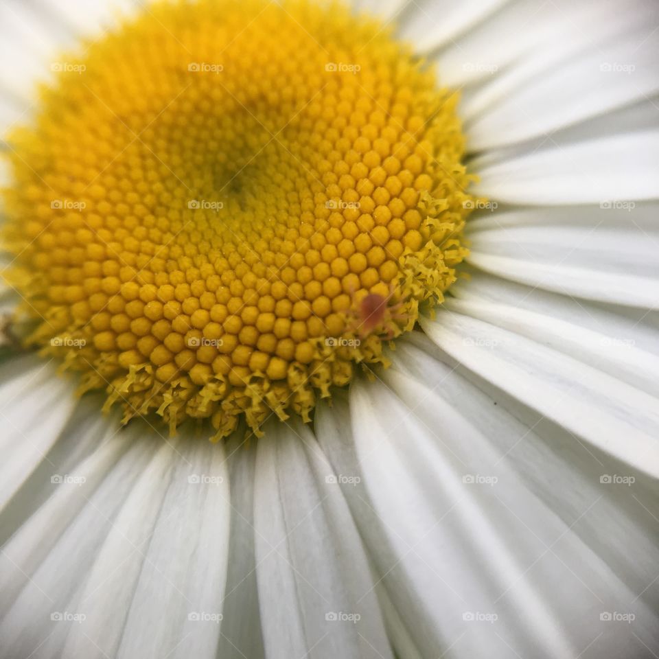 Red spider bug on daisy - teeny-tiny 