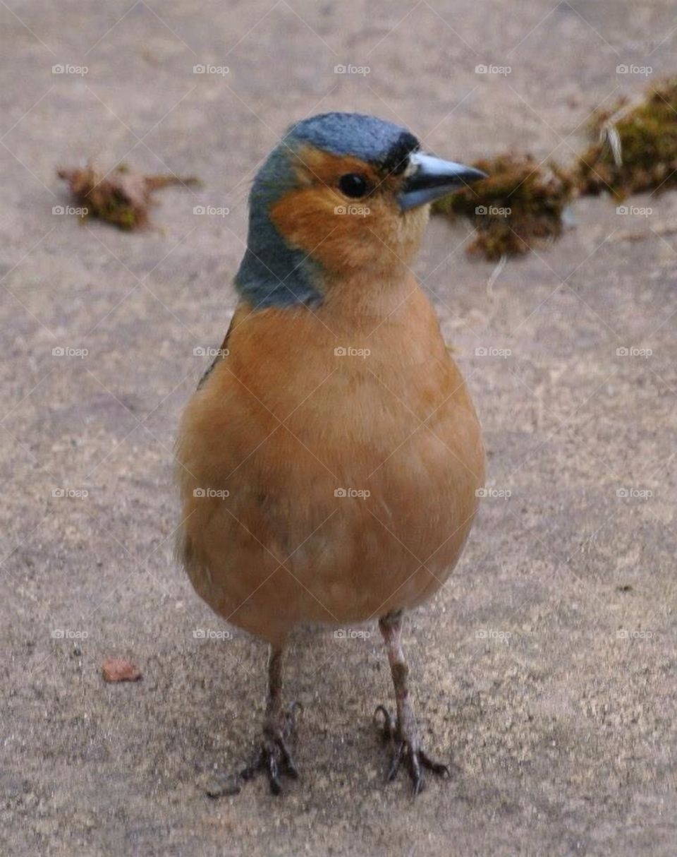 Curious sparrow