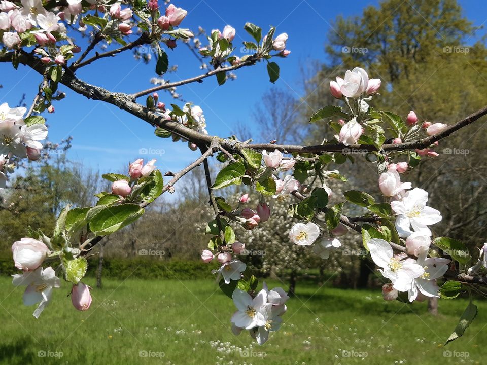 #nature #spring #appletree