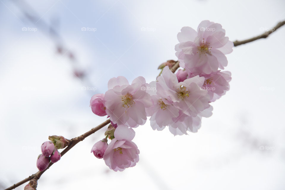 Cherry blooming  branch close-up.
Blommande körsbär gren närbild 