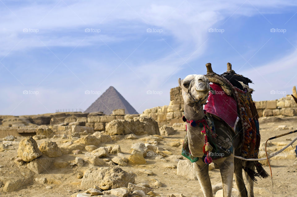 A camel in front of the Pyramids in Giza, Egypt