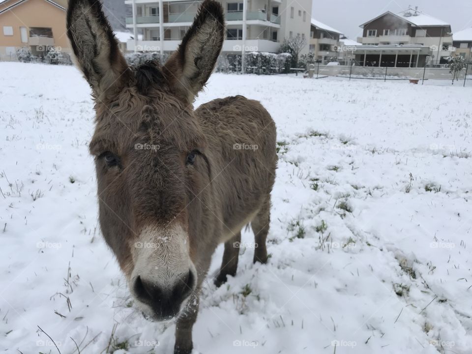 Âne donkey snow winter 
