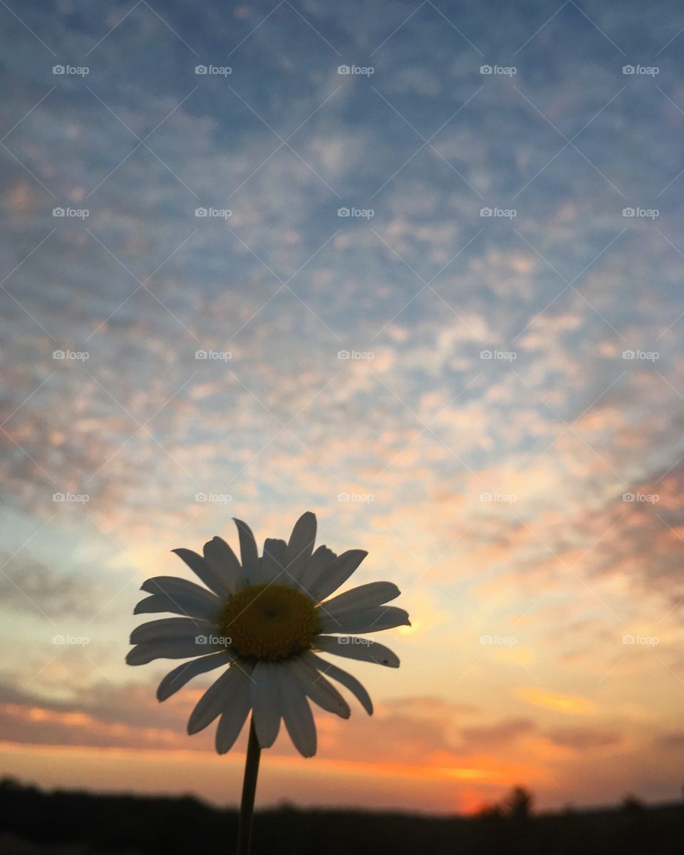 Flower at sunrise