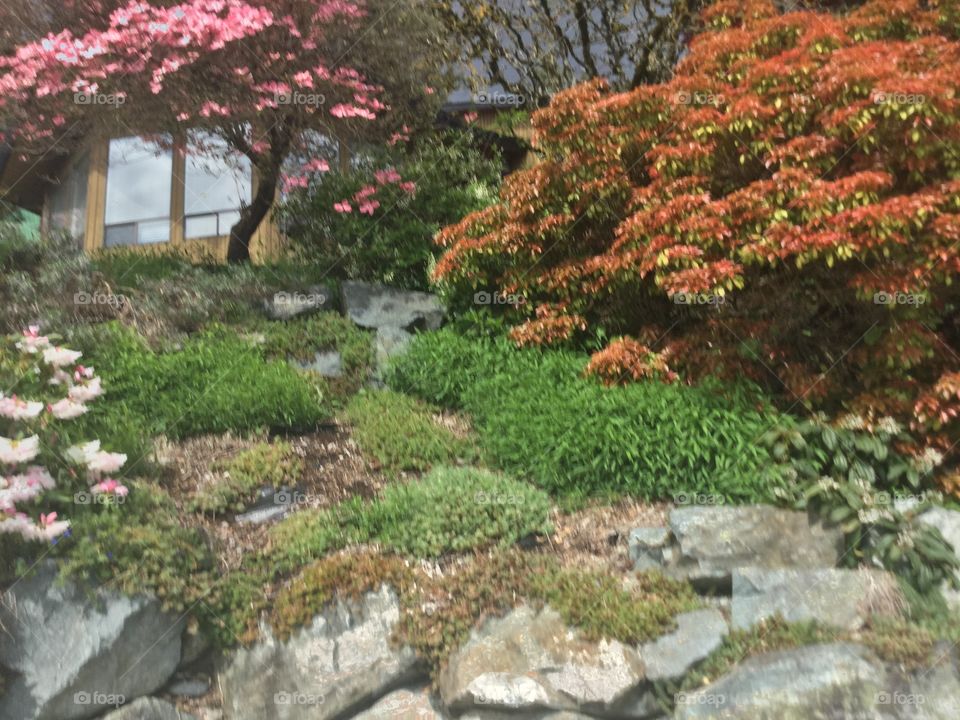 Dogwood in the Garden 