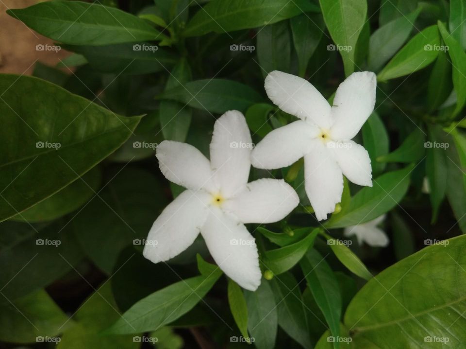 white flower seasonal fresh shurb small size looks very beautiful generally found everywhere