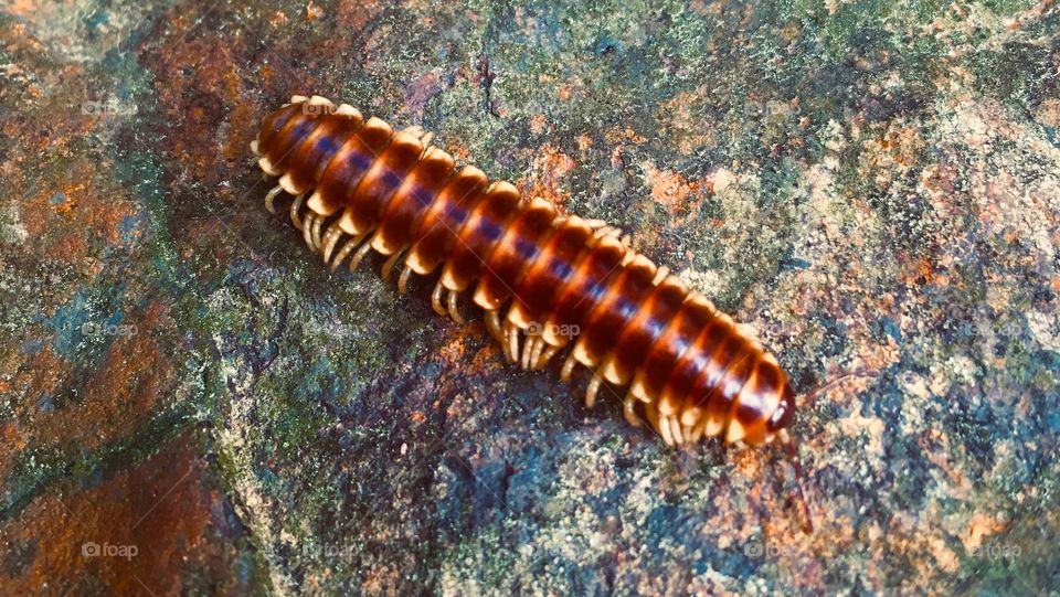 Beautiful rock centipede 