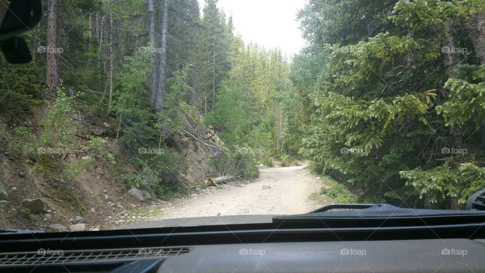 Tree down on the trail.