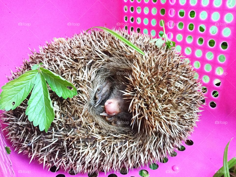 可爱的小刺猬Hedgehog in Russia