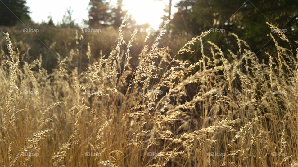 Wheat at sunset