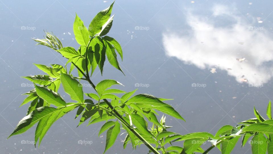 Green leaves reflecting in the water 