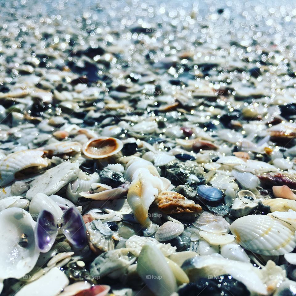 Shells 