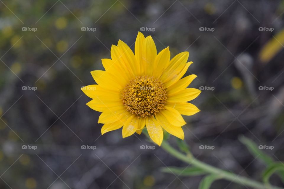 High angle view of yellow flower