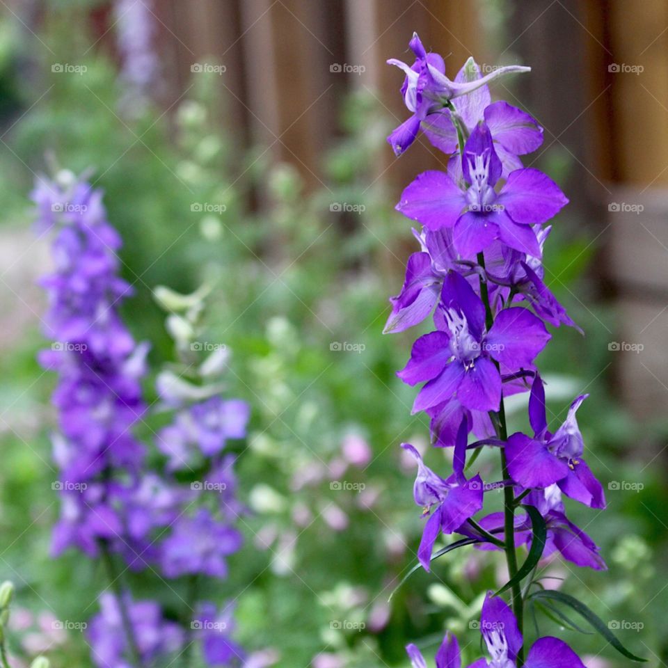 Purple Flowers 