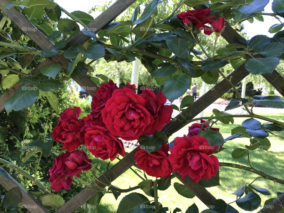 Garden roses 