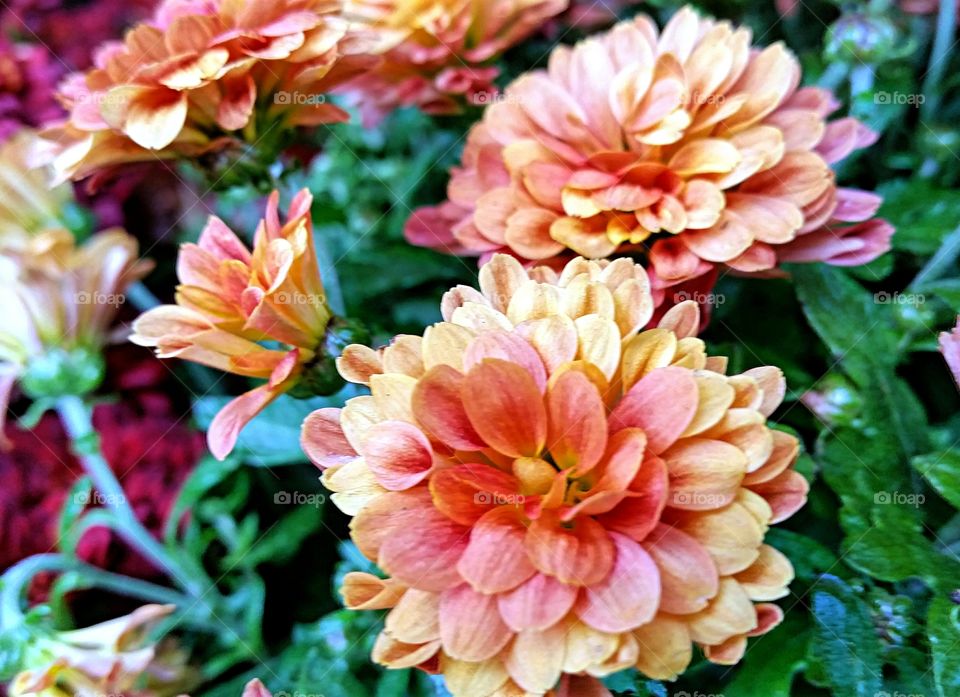 Autumn Mums