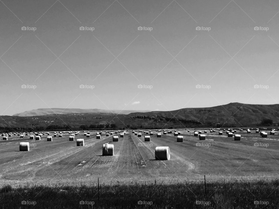 Hay field on black and white