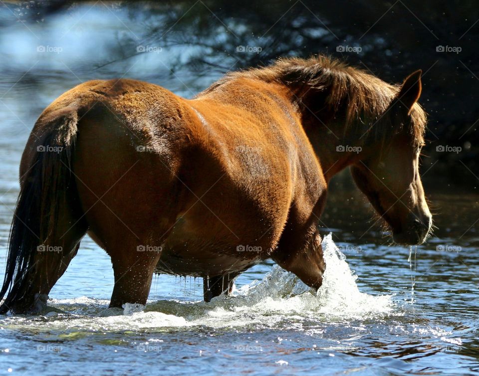 Wild Horse in the River