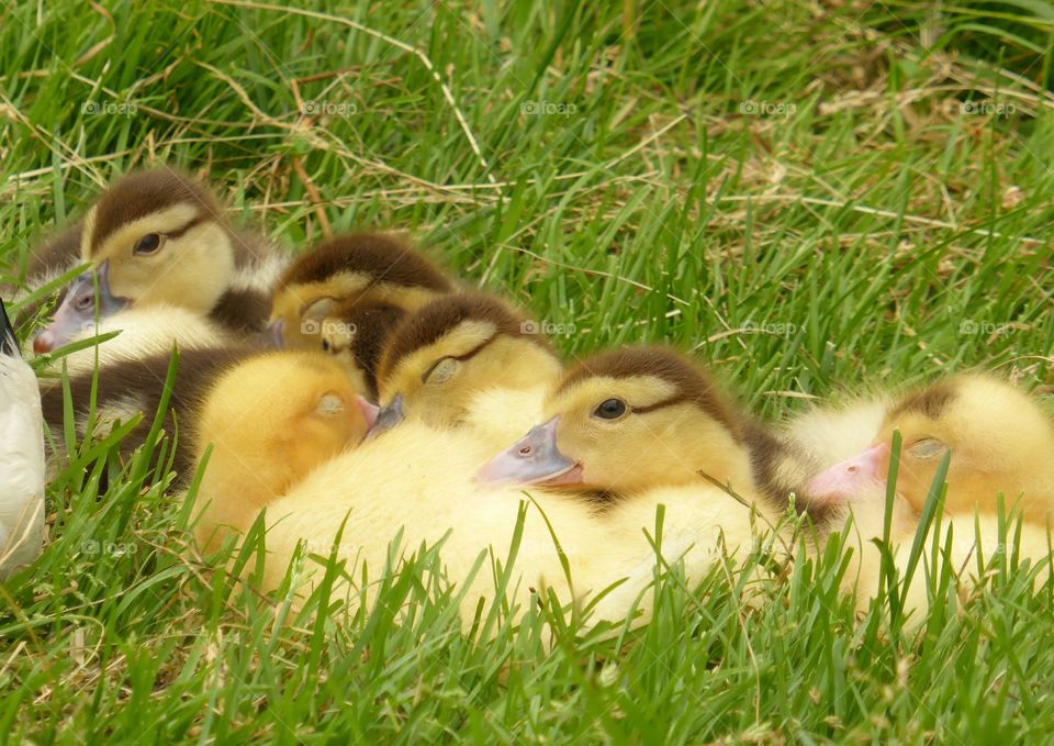 Ducklings resting and sleeping