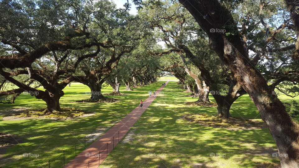 Tree, Landscape, Nature, Grass, No Person