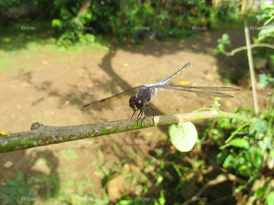 Dragonfly perched on a small tree trunk