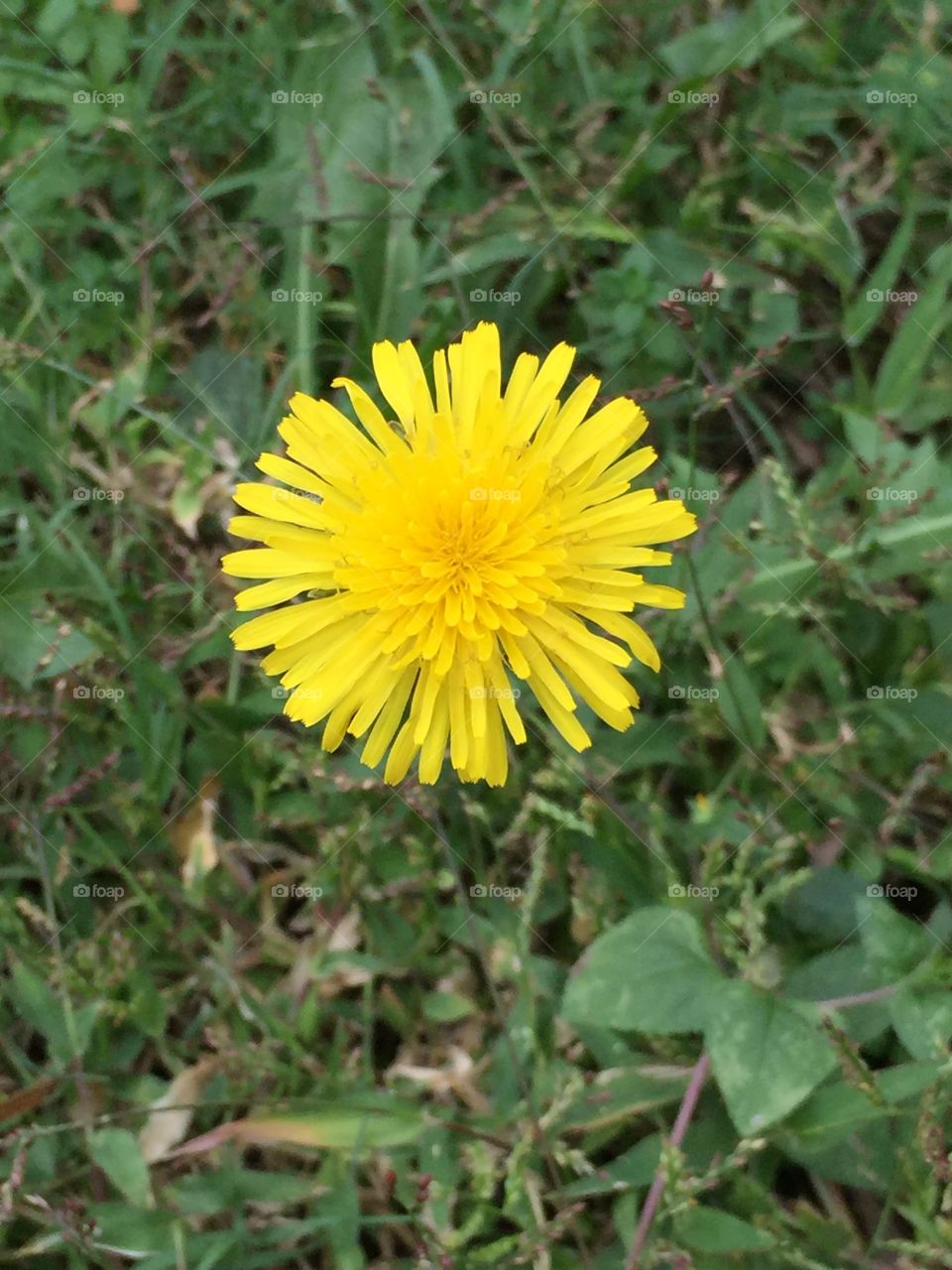 Dandelion
