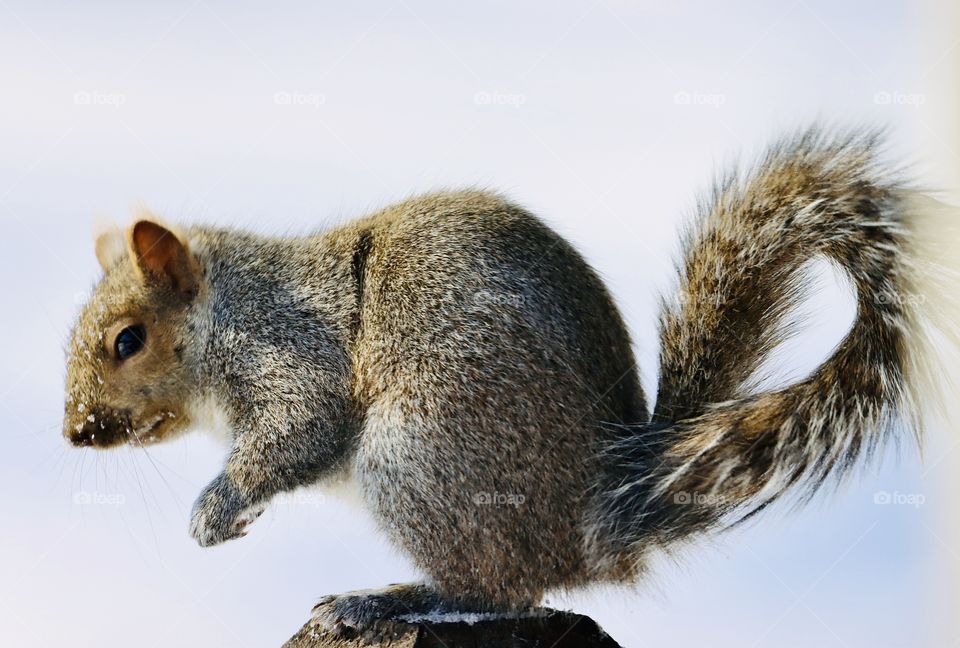 Darling squirrel in winter time! 