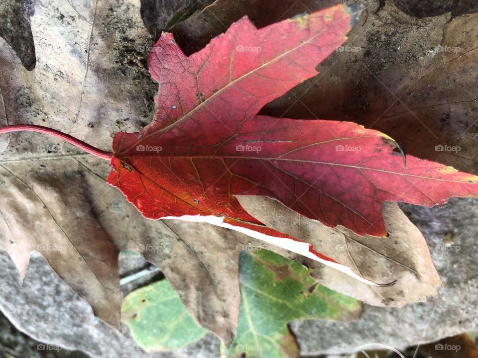 Red green and brown leaves on a rock