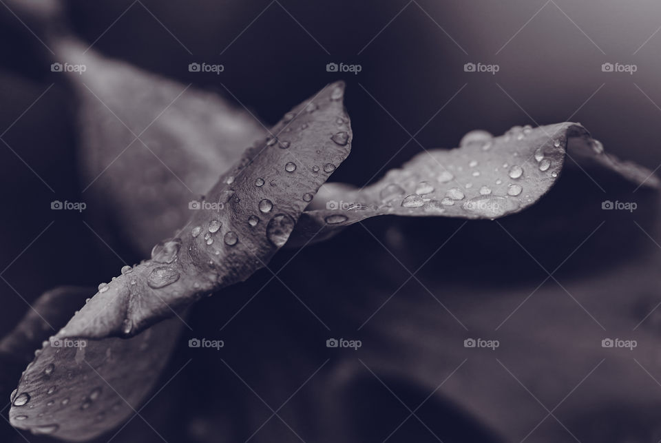 Allamanda Petal - Close up grey shade - rain drop