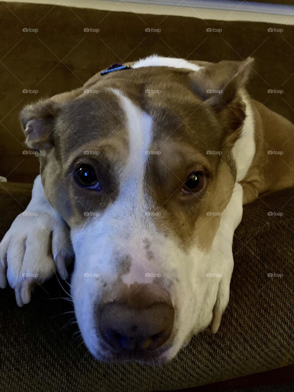 Beautiful rescue pitbull 