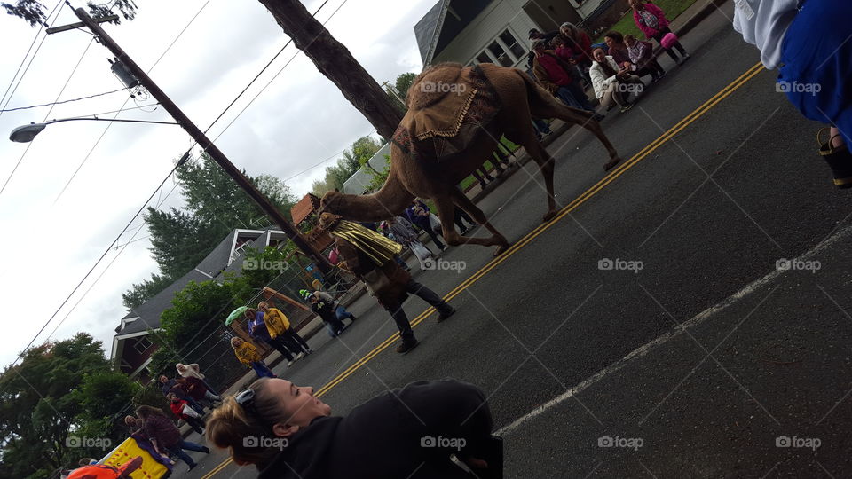 parade camel