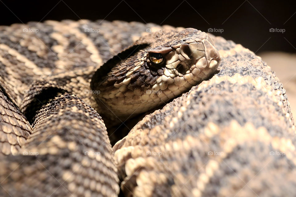 Rattle Snake