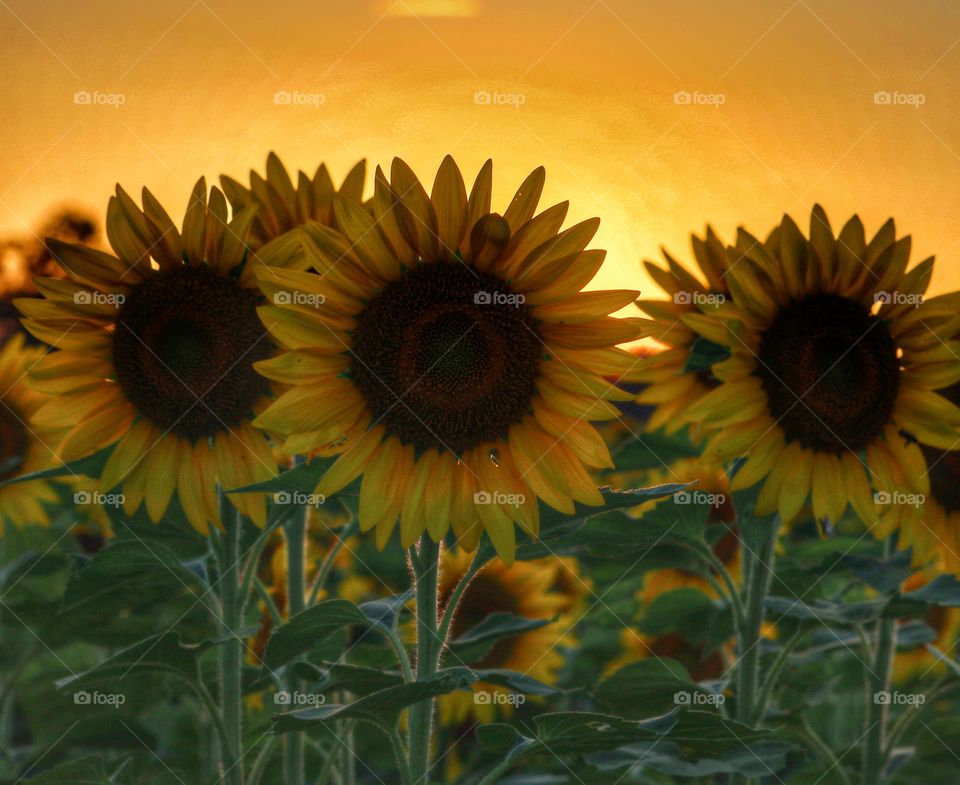 golden hour sunflowers