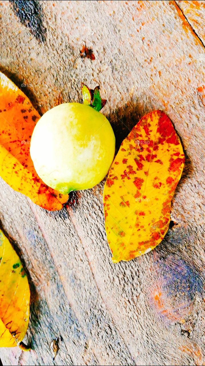 This is spring line click