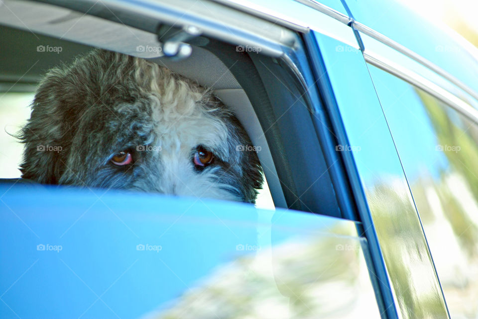 Labradoodle dog in the car looking at the camera