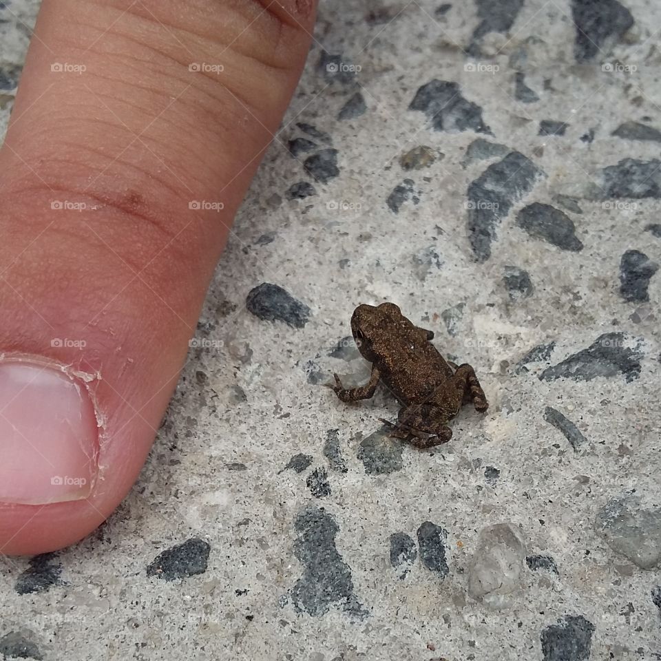 Mini Frog