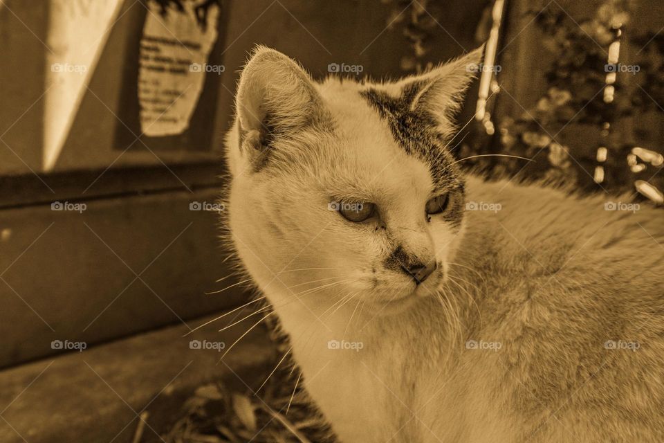 angry cat scowling