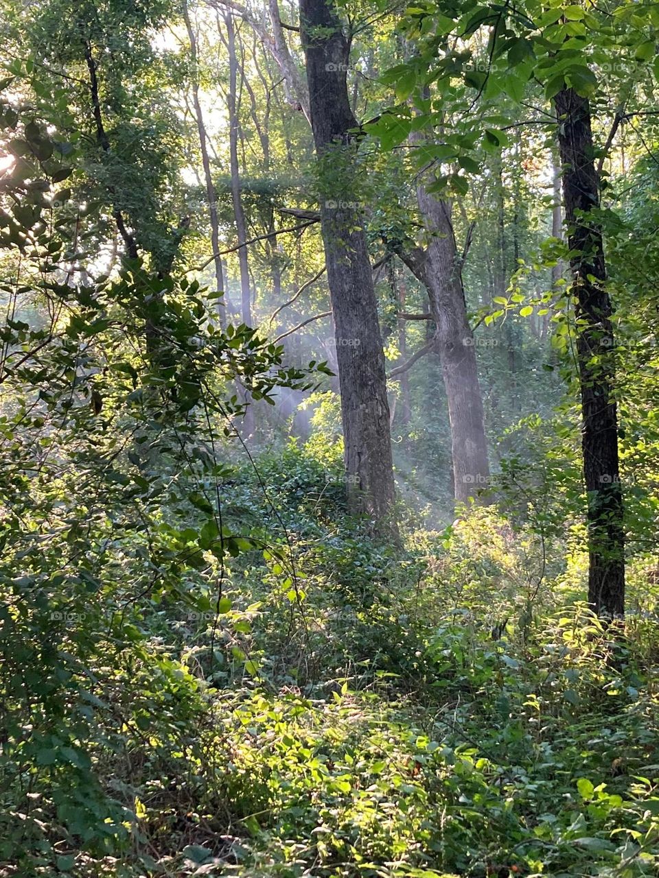 Morning fog in the forest