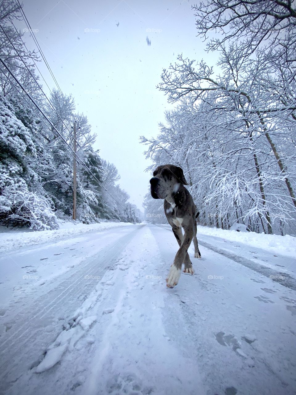 Dogs of the USA; 1 year old Great Dane and Mastiff Mix walking down a snow covered road in Pike County Pennsylvania USA