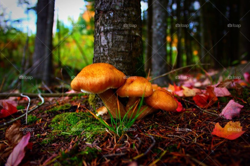 Fall, Mushroom, Fungus, Wood, Moss