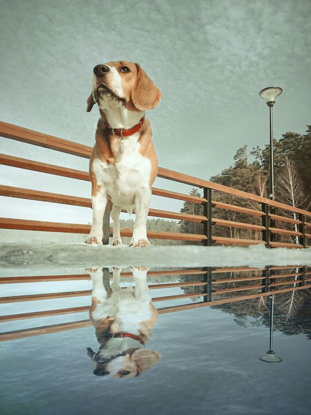 Beagle dog