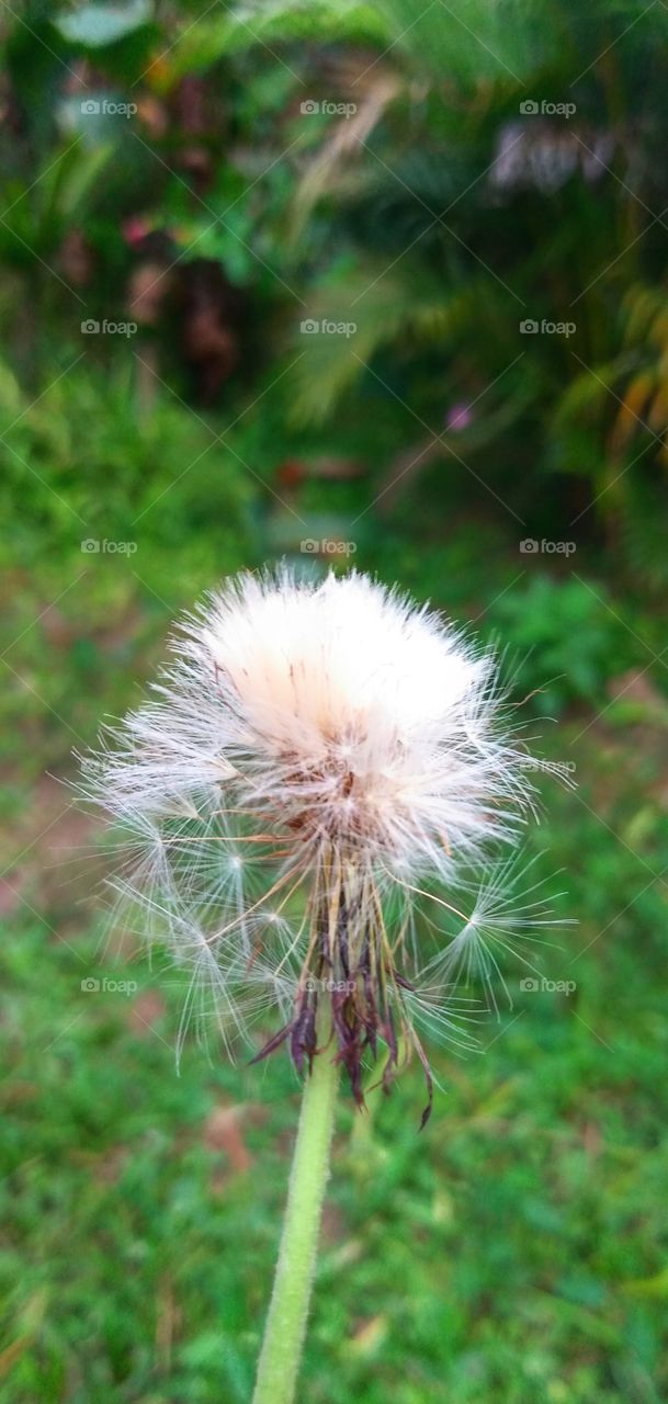 dandelion