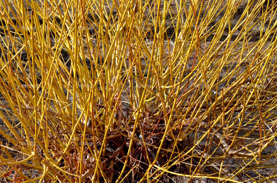 Yellow Willow Branches