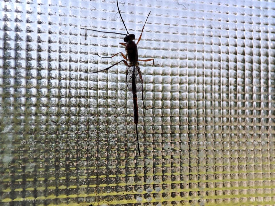 Wing bug on window