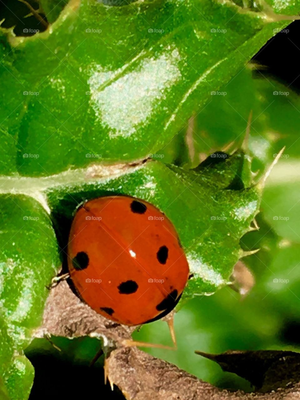 Lady bug close up