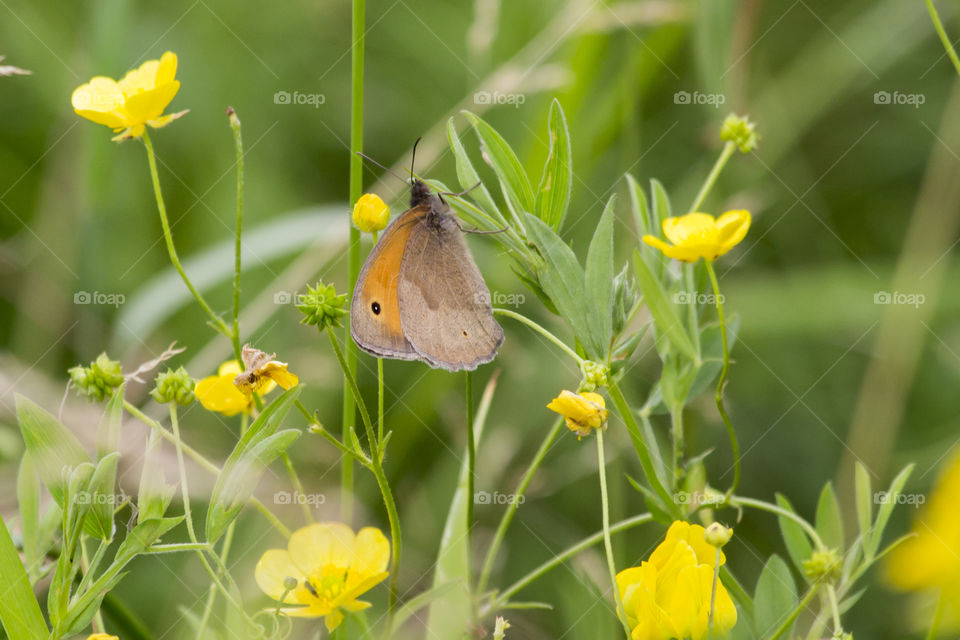 Butterfly summer yellow buttercup flowers 