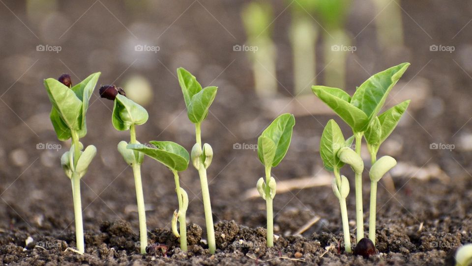 Plants in spring 