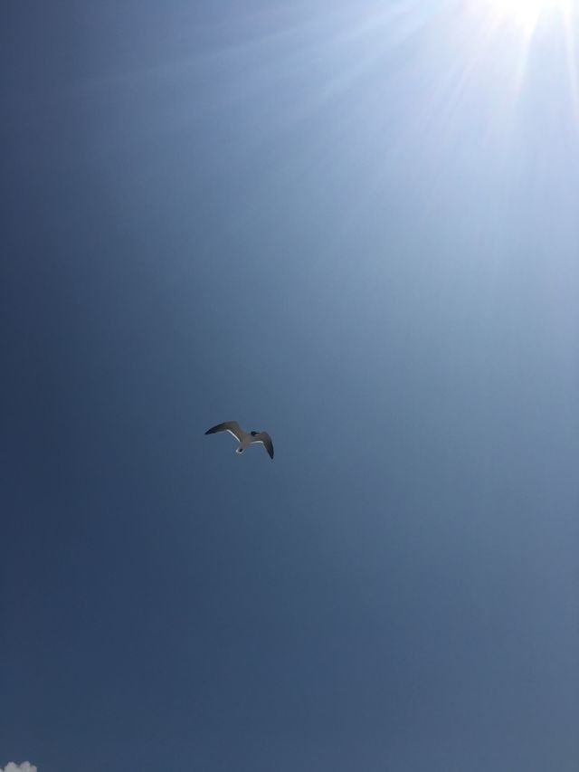  Soaring