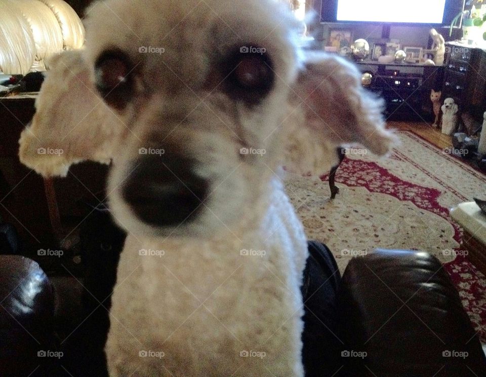 My poodle dog after a puppy cut.